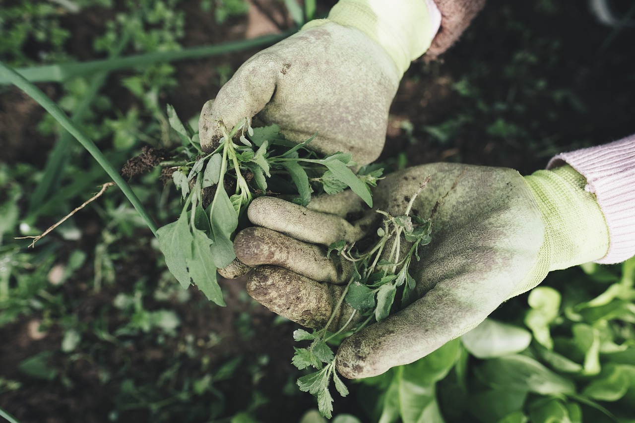 Gardening- A Positive Psychology Intervention?